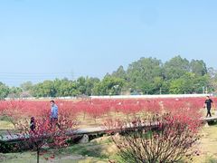 -南国桃园旅游度假区