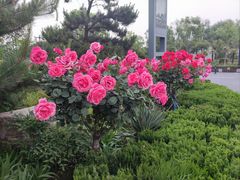 -洛阳市隋唐城遗址植物园