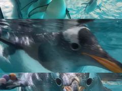 -珠海长隆海洋王国
