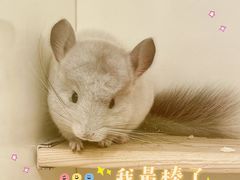 -龙猫仔乐园(惠福东路店)