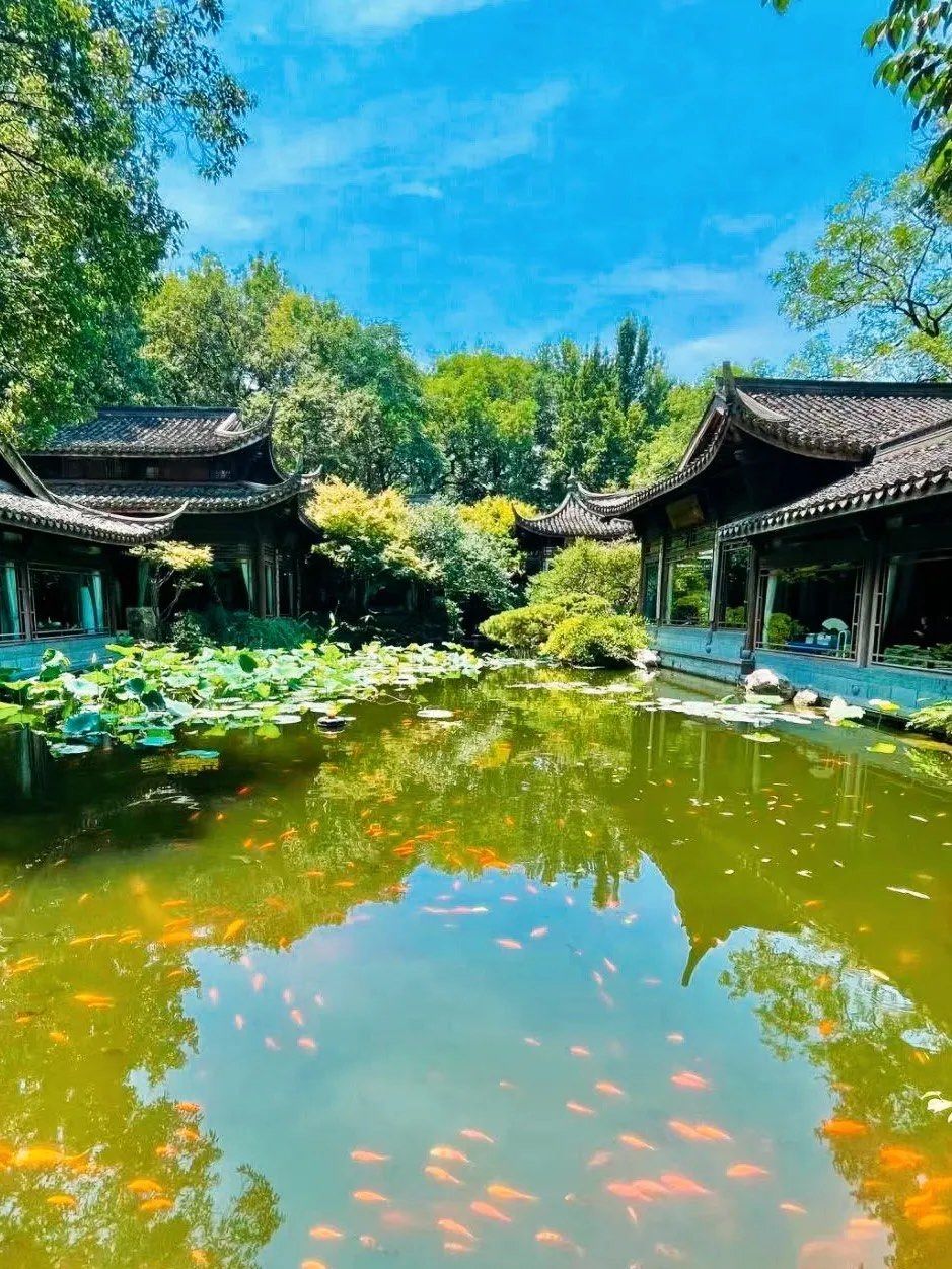 亲子户外旅游好去处!西湖十景之花港观鱼