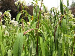 -长春公园(普阳街道)