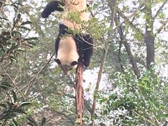 -成都大熊猫繁育研究基地