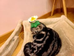 -猫咪派对(江南西店)