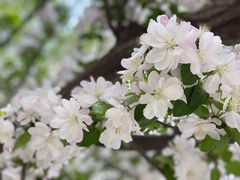 -海棠花溪(元大都城垣遗址公园)