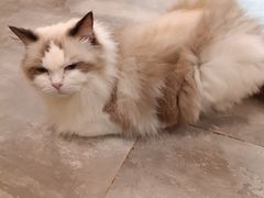 -楼上猫咖(罗湖店)