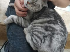 -Catmate·猫肥家润(金润铂宫店)