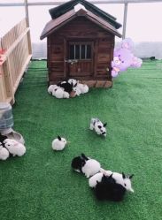 -萌宠亲子动物乐园(槐房万达店)