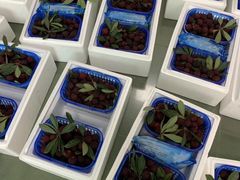 -西山樟坞健康果园枇杷杨梅采摘