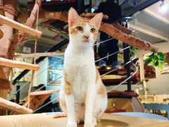 -豆逗聊愈猫阁Easy Life