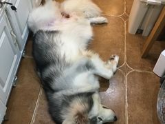 -李小姐の猫咖啡馆(五角场店)