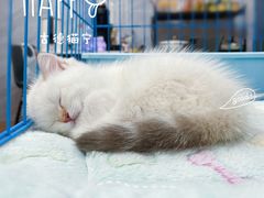 -屋虎猫馆(宝安大仟里店)