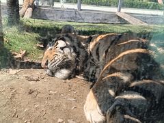 -西霞口神雕山野生动物世界