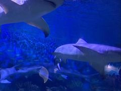 -烟台海昌鲸鲨海洋公园