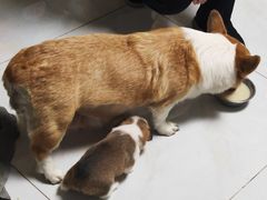 -喜洋洋宠物医院(震川路总店)