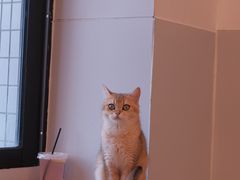-有喵·猫咖·狗咖·30几只猫10只小狗(岗厦店)