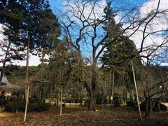 -醍醐寺