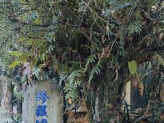 -云南勐巴娜西珍奇园