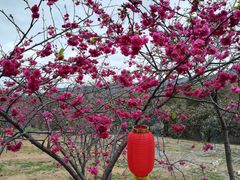 -天适樱花悠乐园