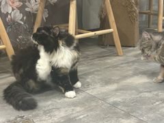 -楼上猫咖(罗湖店)