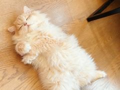 -lincat·猫舍(广州店)