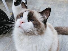 -喵屿·大理花园猫咖