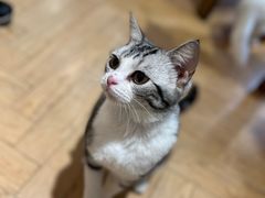 -吉丁鸟咖·异宠·寄养