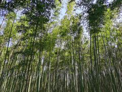 -黄海国家森林公园