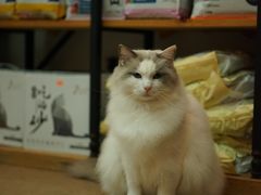 -傲雄·叮叮宠物(新华路店)