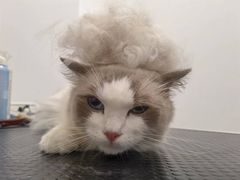 -山宅一喵德文卷毛猫舍