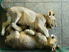 -秦皇岛野生动物园