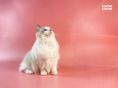 -comecome来吧宠物(奥克斯中心店)