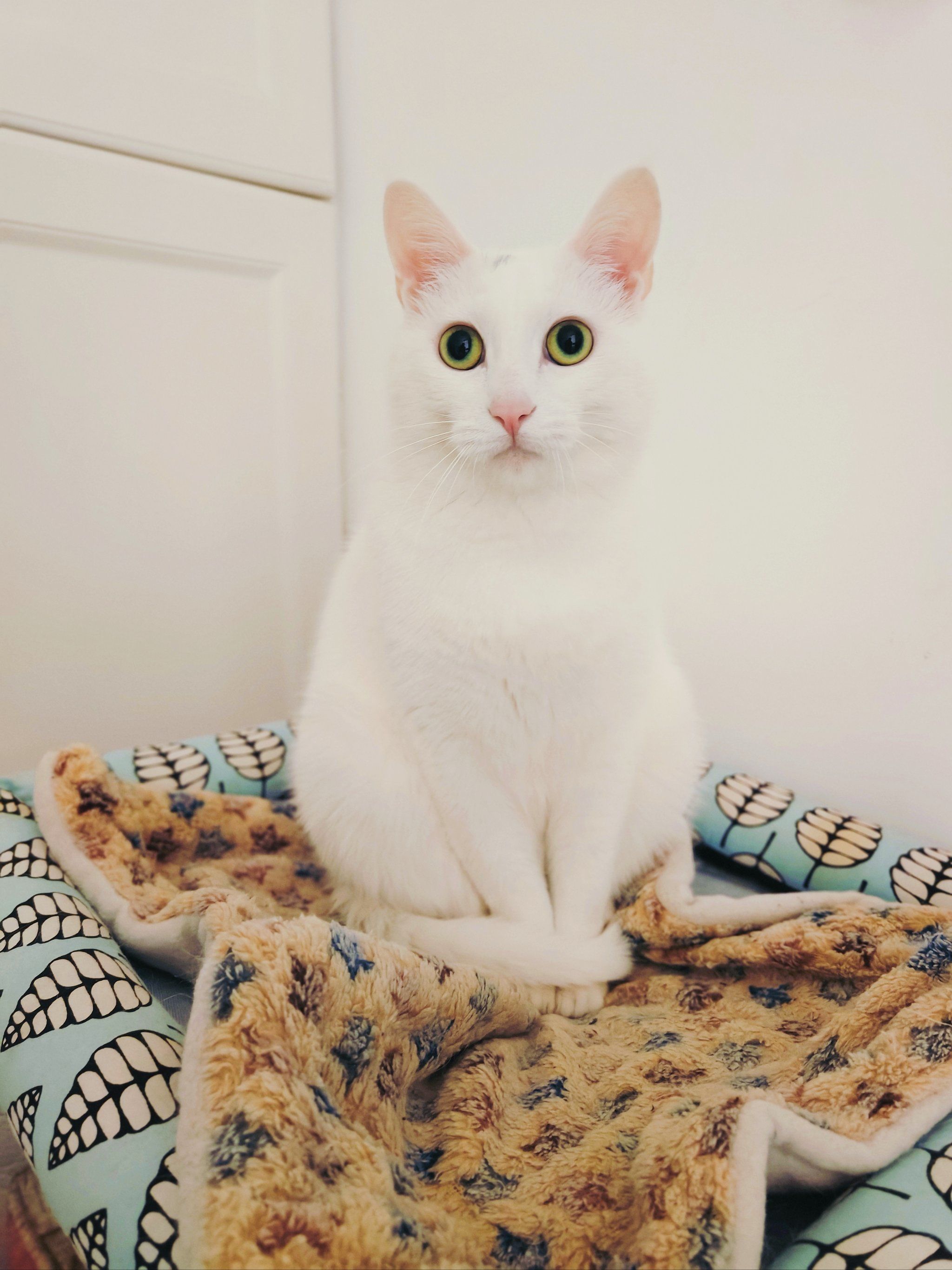 白色小猫的悠闲时光