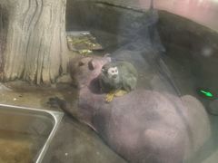 -萌宠奇缘