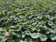 -上海市保健医疗中心