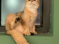 -柯斗斗主题餐厅·狗咖·围炉煮茶·茶饮(国瑞升平里店)