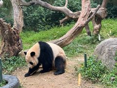 -广州长隆野生动物世界