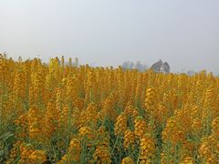 -中国天府农业博览园