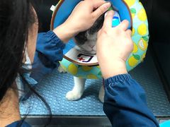 -特一安24小时宠物医院·骨科·中兽医