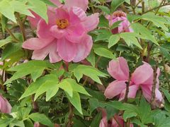 -国家植物园南园