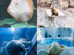 -珠海长隆海洋王国