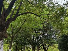 -野蔓果·山野菜(西湖景区·龙井茶田店)