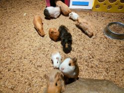 -酷嗒动物文化乐园(cutezoo西溪乐天城店)