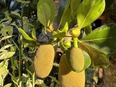 -西双版纳傣族园