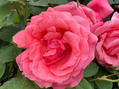 -九府羊·鲜羊火锅·烤串(新华路店)