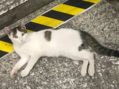 -王二甩老木子鸡(江湾店)