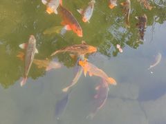 -鲁镇