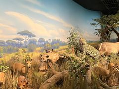 -陕西自然博物馆