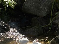 -霸王岭国家森林公园