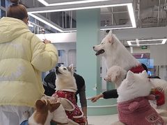 -怪兽屋·羊驼·猫咖·狗咖(俊华广场店)